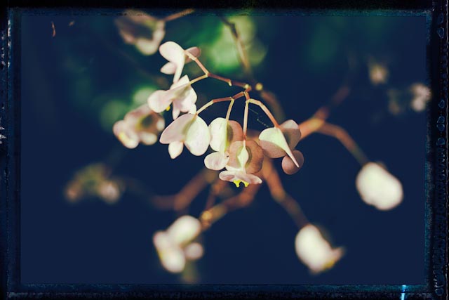 lilywhite lilith, 40x60, HD Metal print